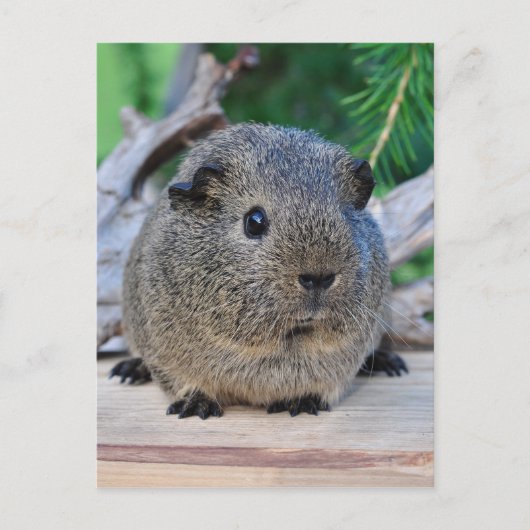 Guinee Pig Briefkaart (Voorkant)