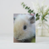 Guinee Pig Briefkaart (Staand voorkant)