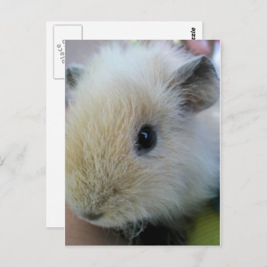 Guinee Pig Briefkaart (Voorkant / Achterkant)