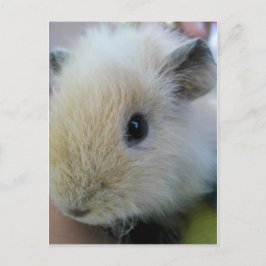 Guinee Pig Briefkaart
