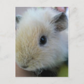 Guinee Pig Briefkaart (Voorkant)