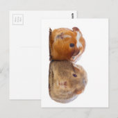 Guinee Pig Briefkaart (Voorkant / Achterkant)