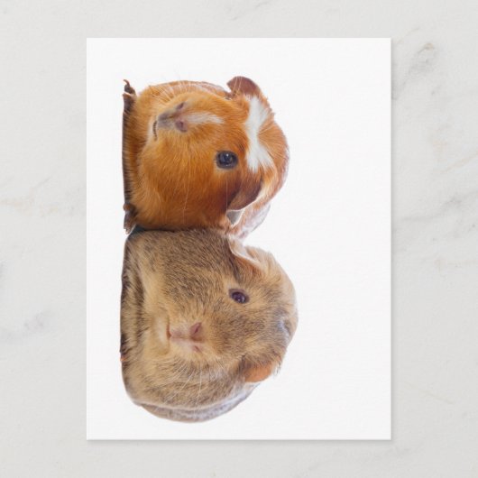 Guinee Pig Briefkaart (Voorkant)