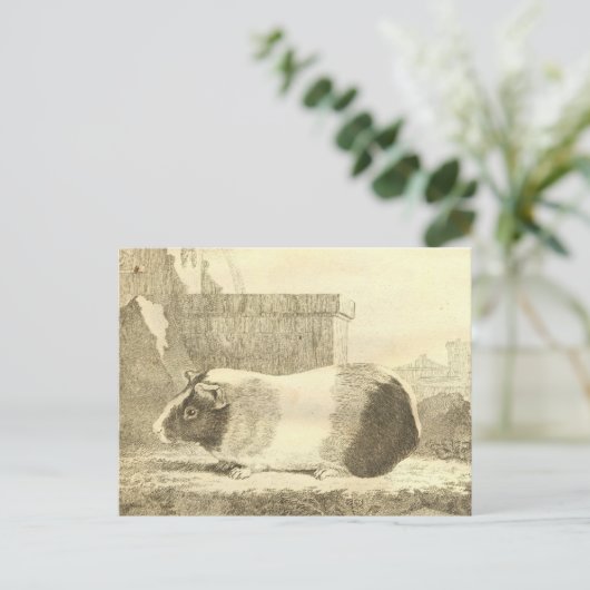  Guinee Pig Briefkaart (Staand voorkant)