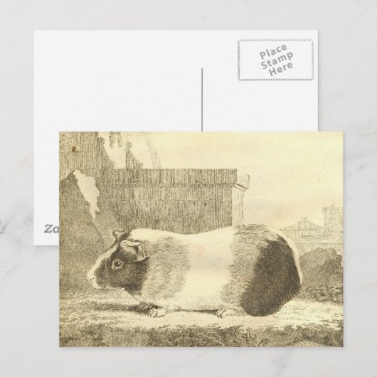  Guinee Pig Briefkaart (Voorkant / Achterkant)