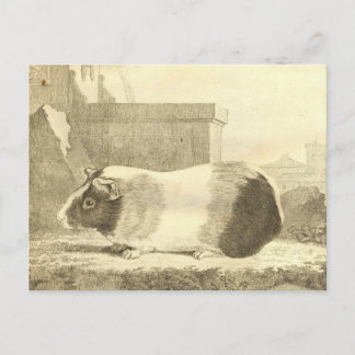  Guinee Pig Briefkaart