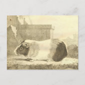 Guinee Pig Briefkaart (Voorkant)