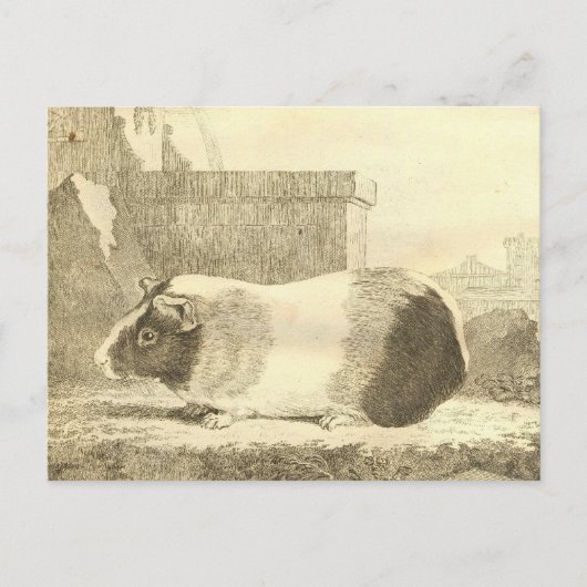  Guinee Pig Briefkaart (Voorkant)