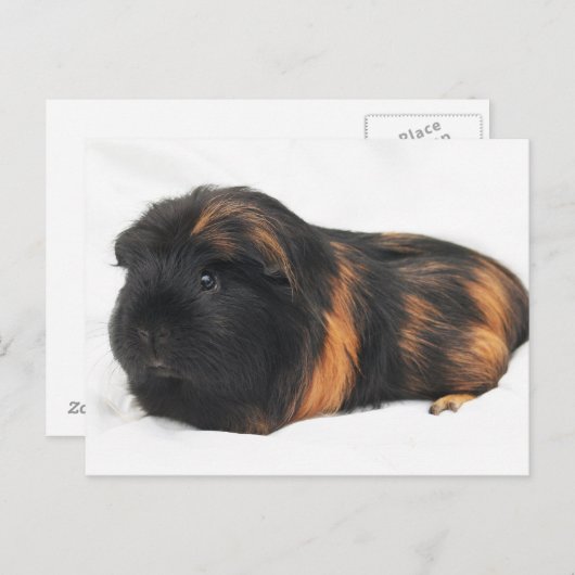 Guinee Pig Briefkaart (Voorkant / Achterkant)