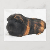 Guinee Pig Briefkaart (Voorkant)