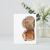 Guinee Pig Briefkaart (Staand voorkant)