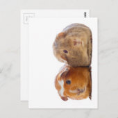 Guinee Pig Briefkaart (Voorkant / Achterkant)