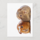 Guinee Pig Briefkaart (Voorkant)