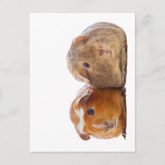 Guinee Pig Briefkaart (Voorkant)