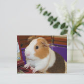 Guinee Pig Briefkaart (Staand voorkant)