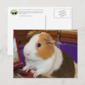 Guinee Pig Briefkaart (Voorkant / Achterkant)