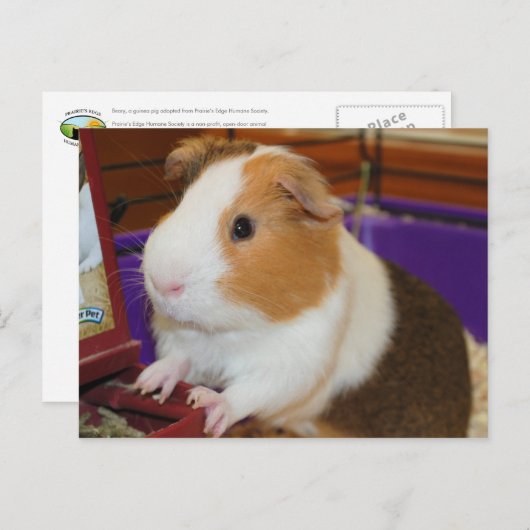 Guinee Pig Briefkaart (Voorkant / Achterkant)