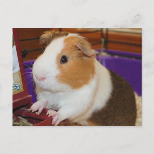 Guinee Pig Briefkaart (Voorkant)