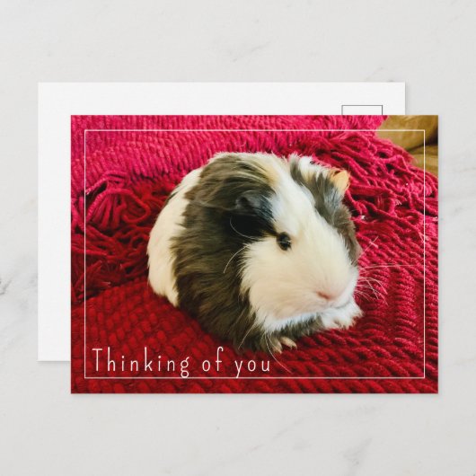 Guinee Pig Denken aan je Briefkaart Bewerkbaar (Voorkant / Achterkant)