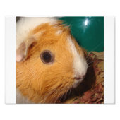 Guinee Pig Foto Afdruk (Voorkant)