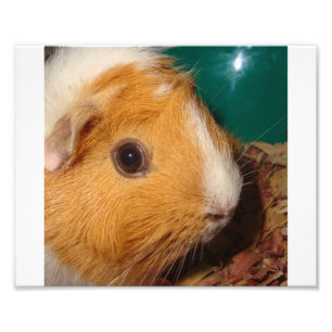 Guinee Pig Foto Afdruk