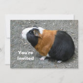 Guinee Pig Foto Verjaardag Kaart (Voorkant)