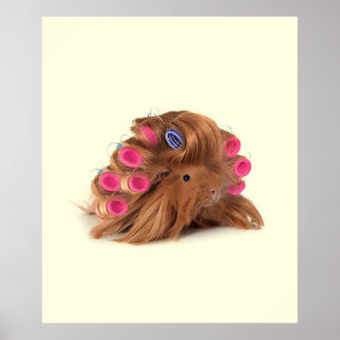 Guinee Pig   Funny Curly Guinee Pig Lover Gifts Poster