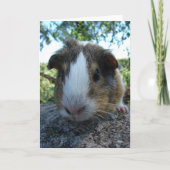 Guinee Pig Kaart (Voorkant)