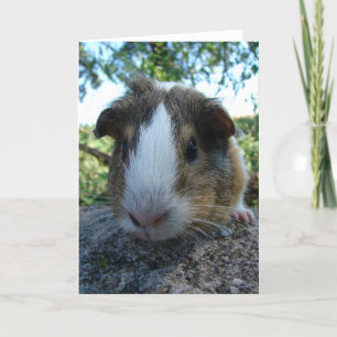 Guinee Pig Kaart