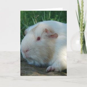 Guinee Pig Kaart