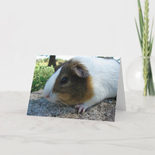 Guinee Pig Kaart