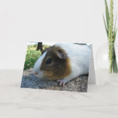 Guinee Pig Kaart (Voorkant)