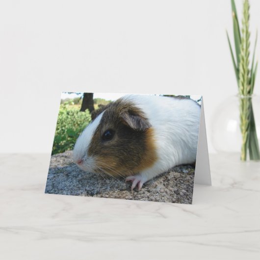 Guinee Pig Kaart (Voorkant)