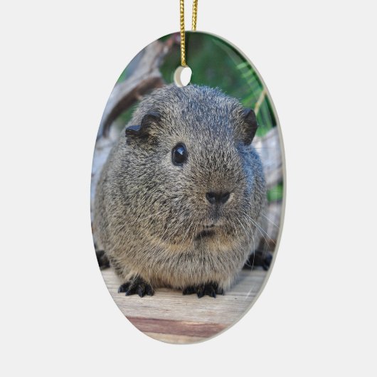 Guinee Pig Keramisch Ornament (Links)