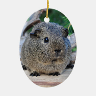 Guinee Pig Keramisch Ornament