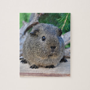 Guinee Pig Legpuzzel