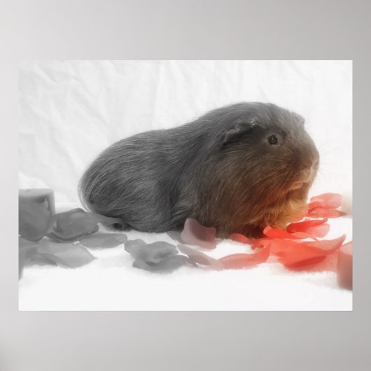 Guinee Pig Love Poster (Voorkant)
