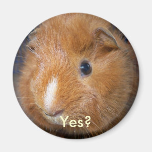 Guinee Pig Magnet