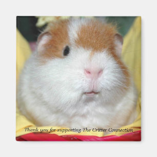 Guinee pig Magnet 2