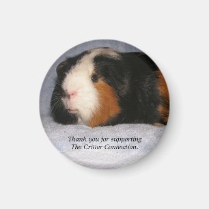 Guinee pig Magnet #4