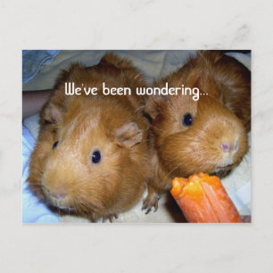 Guinee Pig Miss U Briefkaart