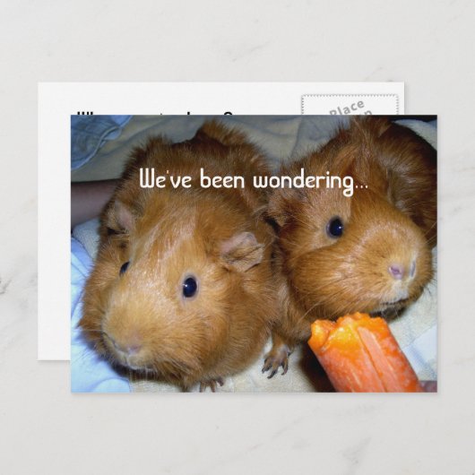 Guinee Pig Miss U Briefkaart (Voorkant / Achterkant)