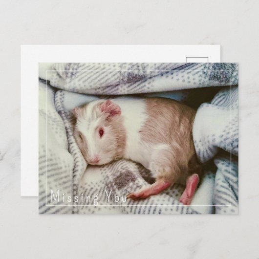 Guinee Pig Missing You Briefkaart Bewerkbaar (Voorkant / Achterkant)