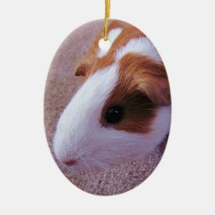 Guinee Pig Ornament