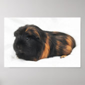 Guinee Pig Poster (Voorkant)