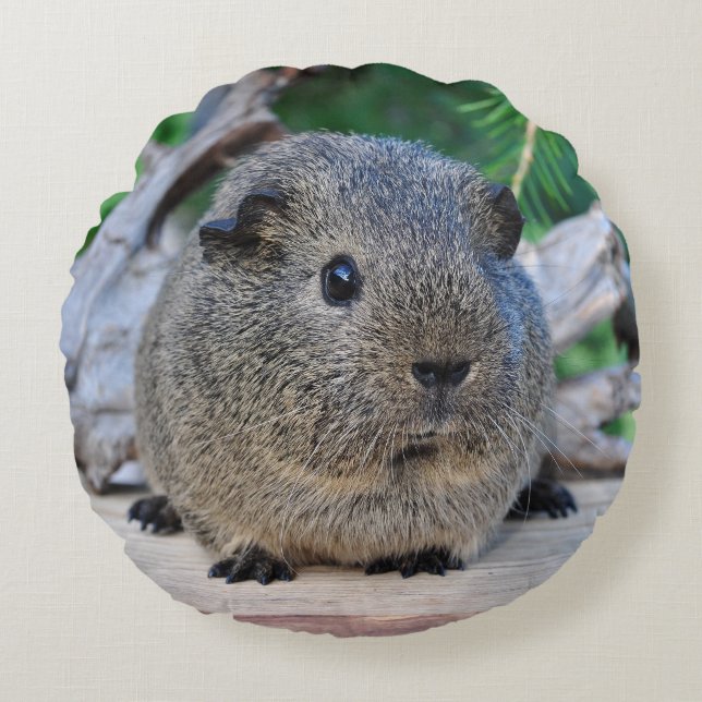 Guinee Pig Rond Kussen (Voorkant)