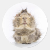 Guinee Pig Ronde Sticker (Voorkant)
