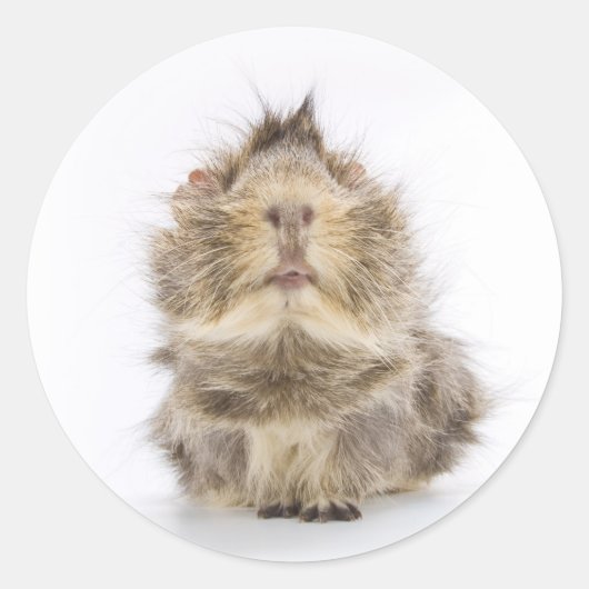 Guinee Pig Ronde Sticker (Voorkant)