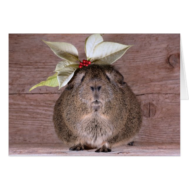 Guinee Pig SweeLieverd (Voorkant Horizontaal)