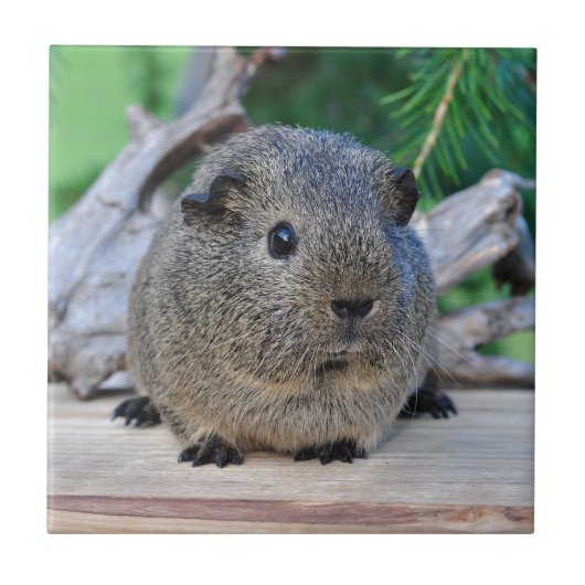 Guinee Pig Tegeltje (Voorkant)